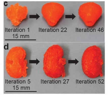The progress of better models on prostate (top) and kidney (bottom) models