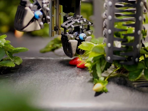 Strawberry-picking robot gripper
