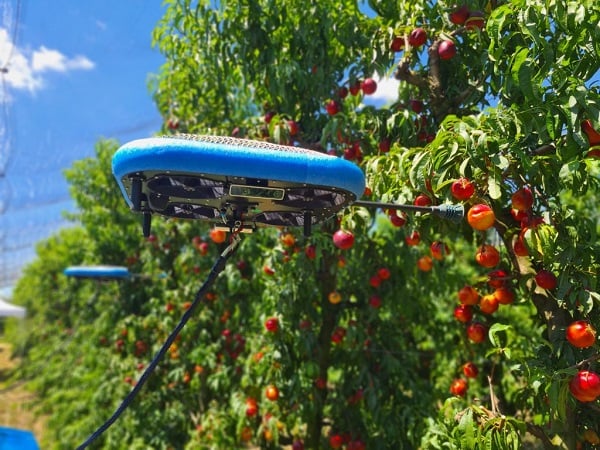 Picking apples with a drone