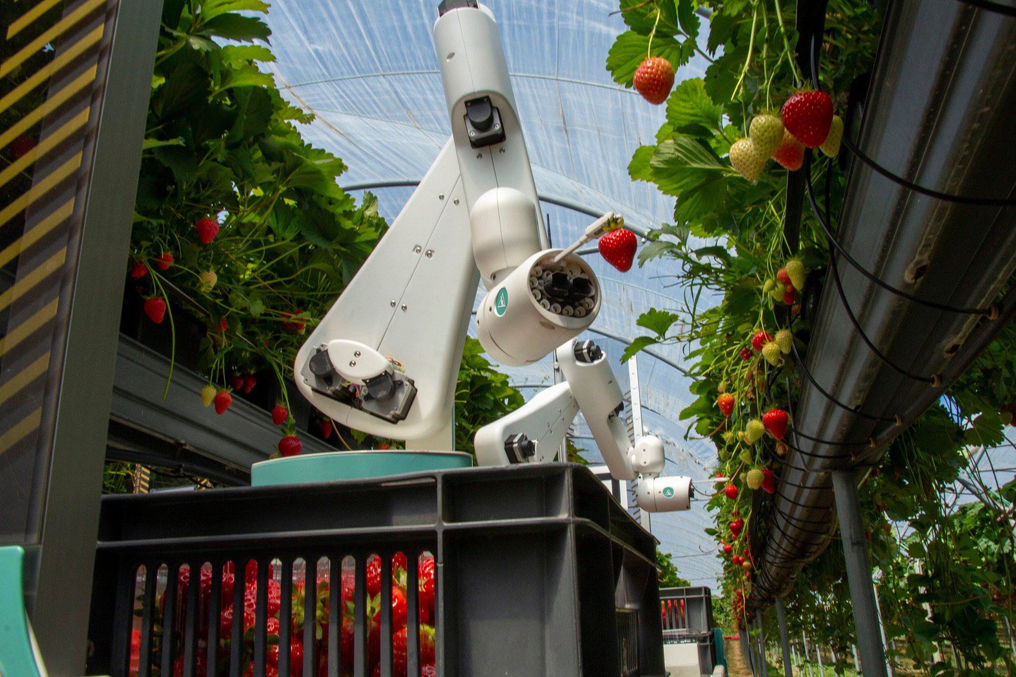 Dogtooth’s strawberry harvesting robot in action