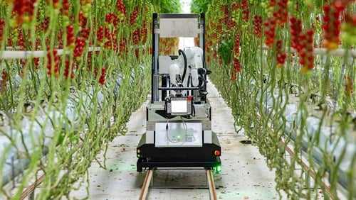 Artemy uses a (hot water tube-based) running lane and AI to move through cascades of tomatoes and select ripe fruit for picking