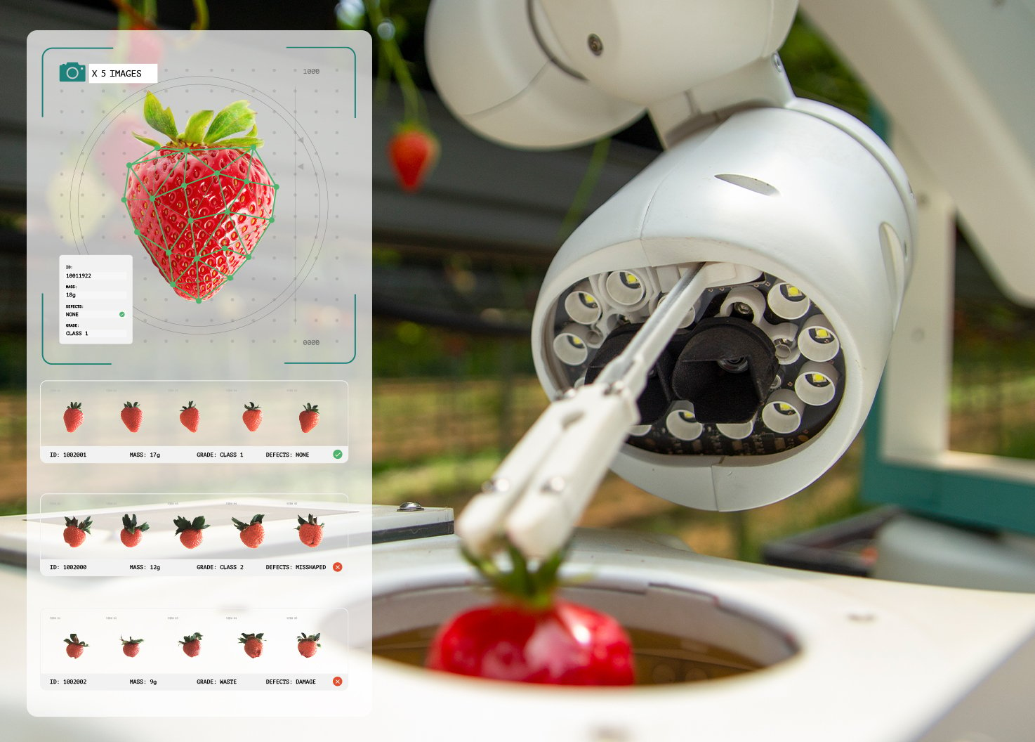 Dogtooth’s strawberry-picking robot uses an inspection system to sift out defective strawberries, retaining the supermarket-grade fruit for punnet loading
