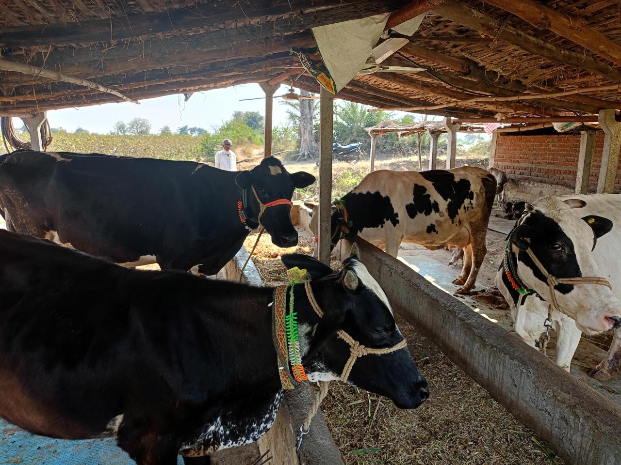 With the use of IoT-enabled devices and generative AI, farmers can improve the health and production of their livestock
