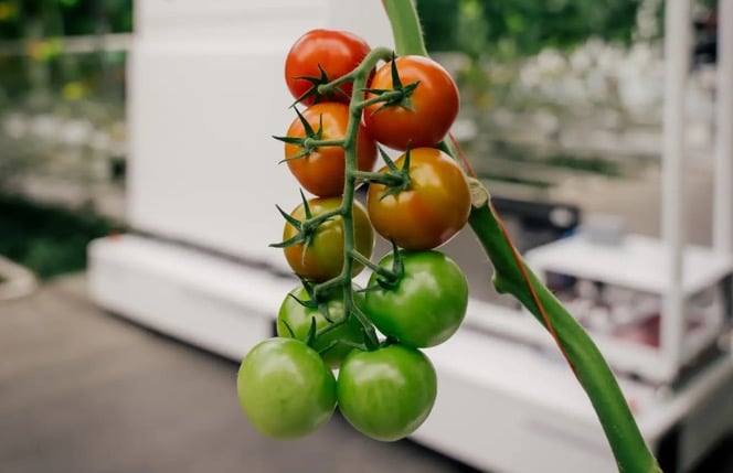 In addition to helping growers harvest tomatoes, Eternal seeks to evolve its Harvester technology to accommodate other types of crops.