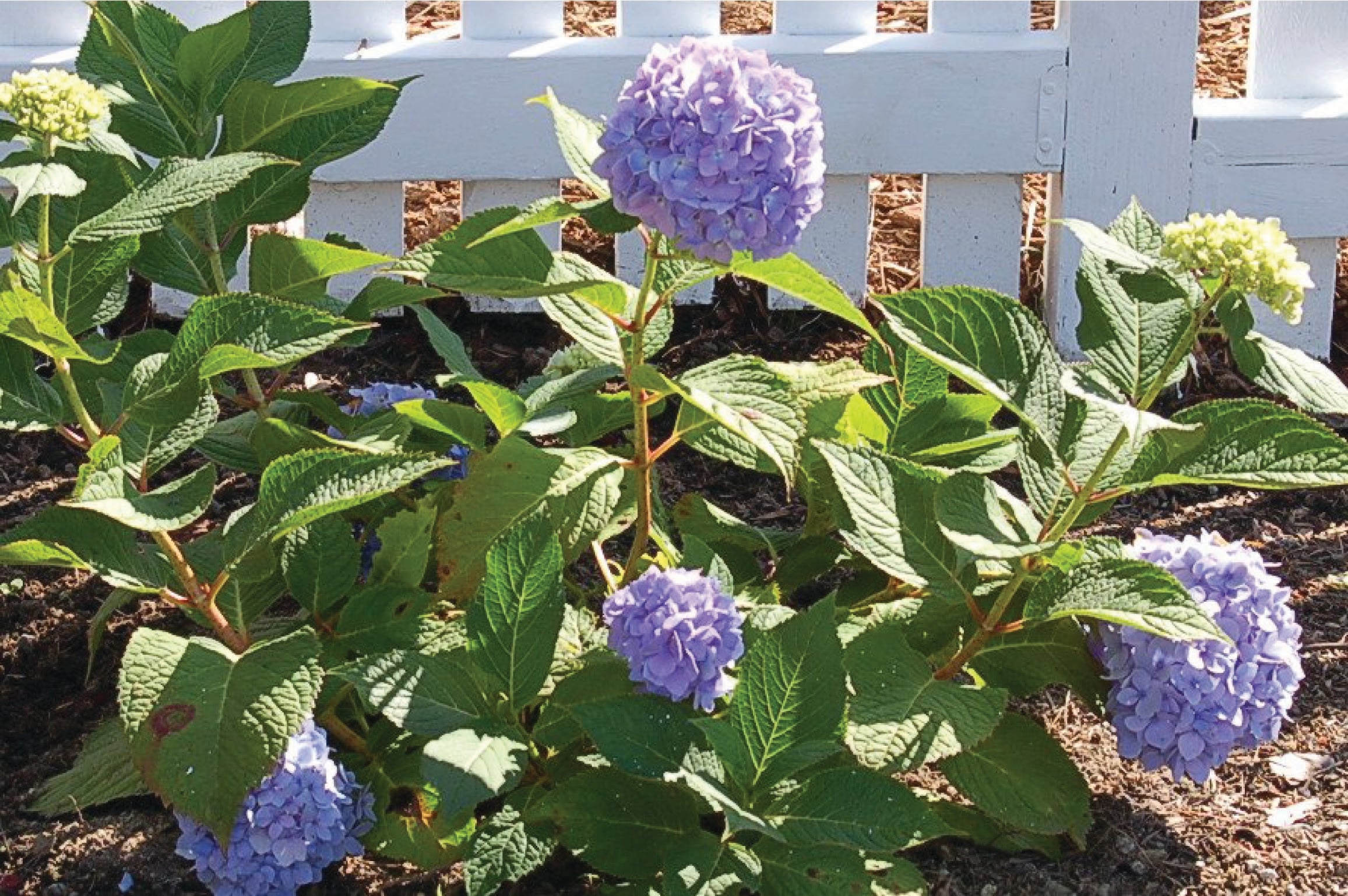 hydrangea plant 