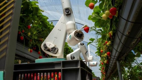 Strawberry Season Is Here! Harvesting Robots Are at the Ready